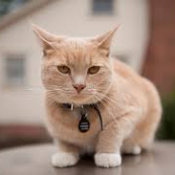 Meet your Posher, Kat - Picture 1 of 1